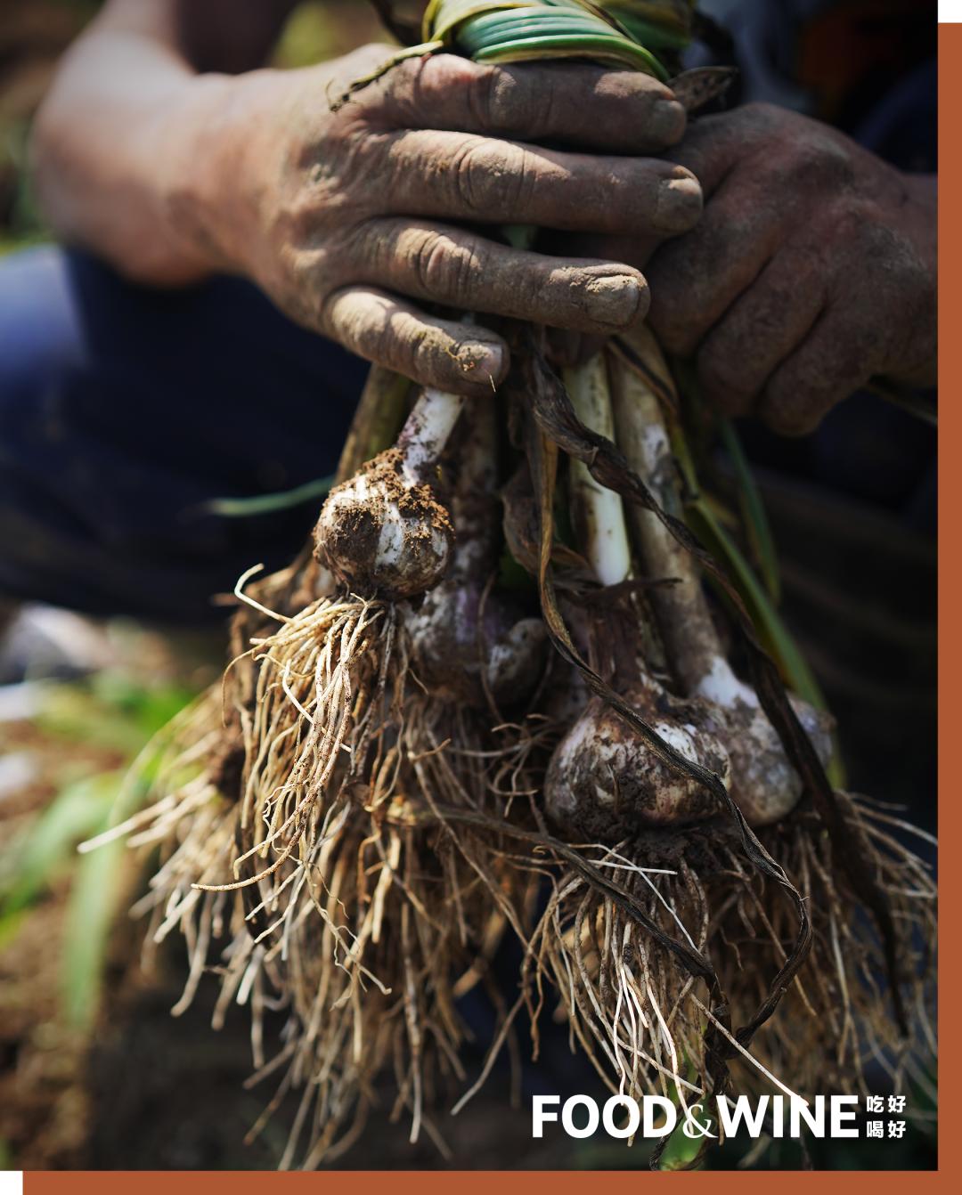 有机蔬菜为什么这么难,有机蔬菜如何种植