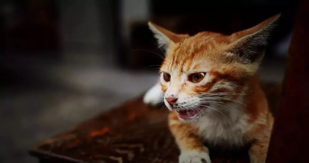 猫咪爱吃异物怎么办？如何纠正猫咪的异食症？