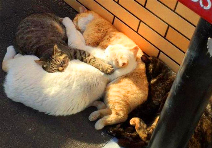 猫咪走丢了最有效的寻找方法,寻找走丢的猫猫