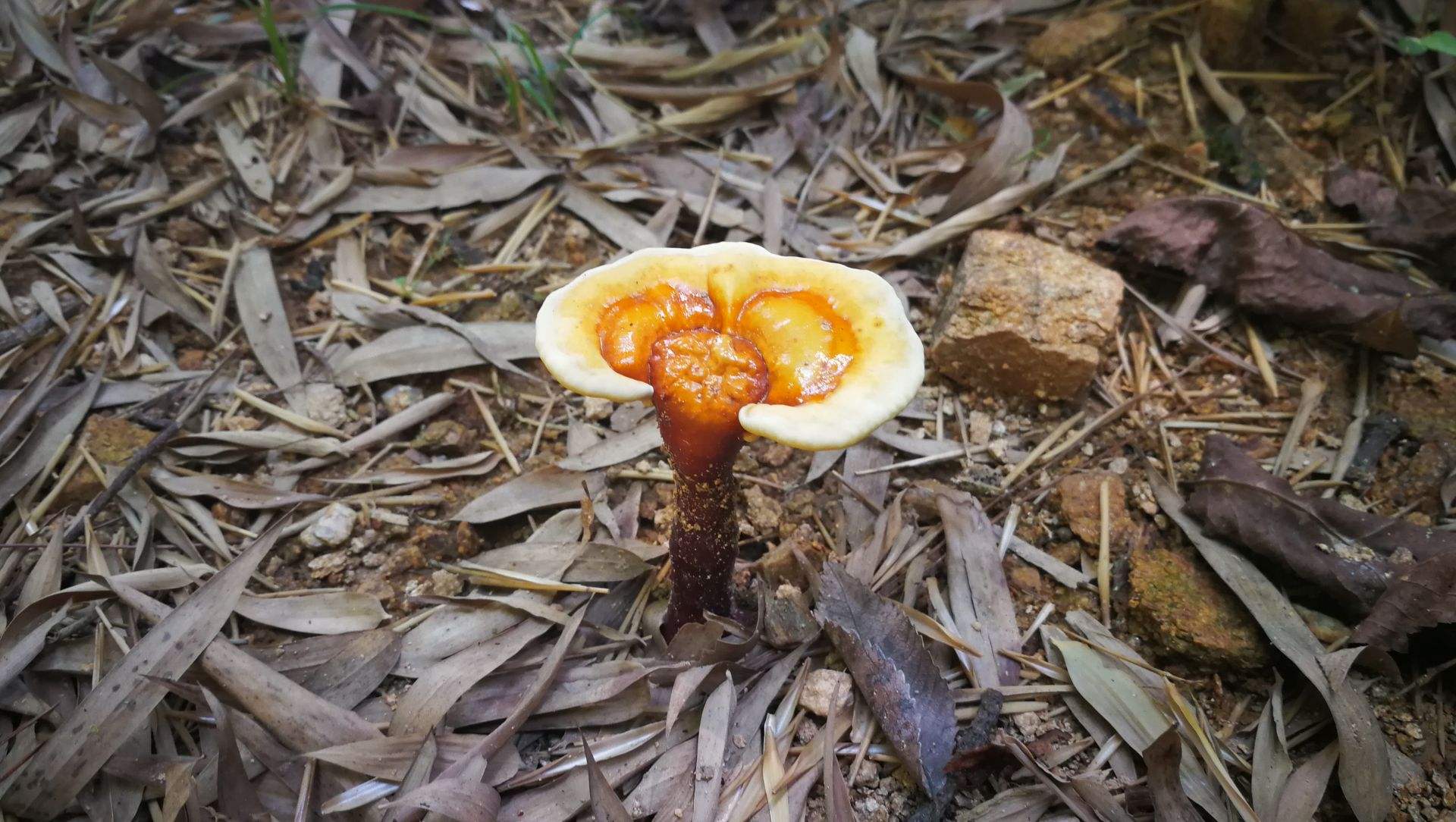 最好吃的十大山珍,八种顶级山珍