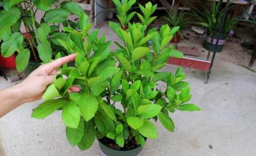 盆栽里面有蚯蚓怎么去除,成活的盆栽可以放蚯蚓进去吗