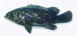 十种受欢迎的海鲜鱼类,最名贵的海鲜鱼类