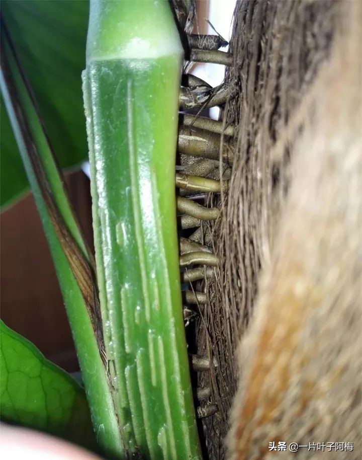 绿萝为什么叶子越来越小,绿萝为啥叶子越养越小