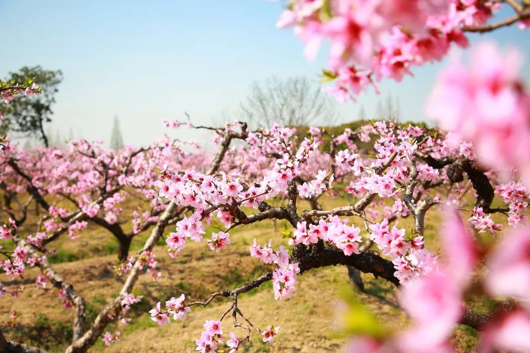 苏州赏花推荐景点有哪些,苏州赏花踏青攻略