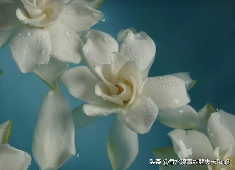 适合送父母的淡香水推荐一下女生,送妈妈长辈什么香水比较合适