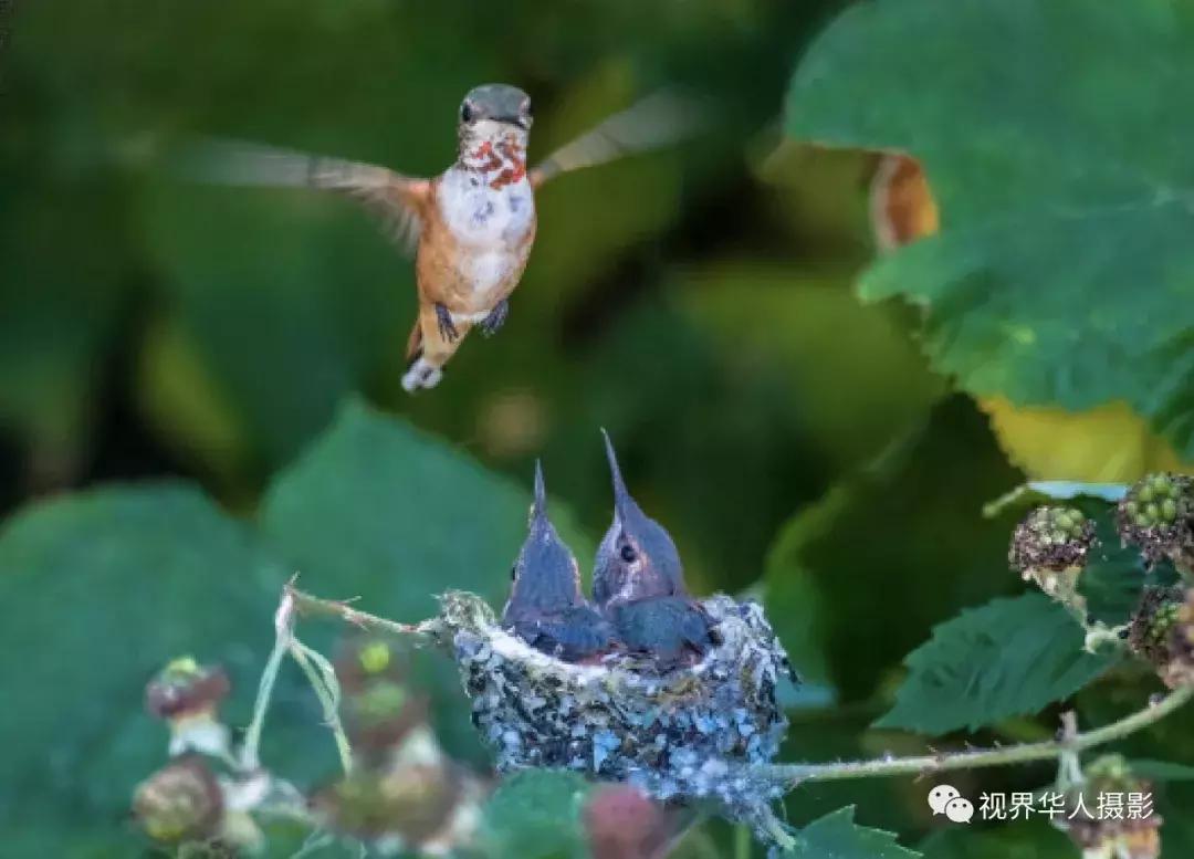 大美中国主题摄影作品征集启事,第五届华人摄影展入选名单