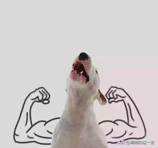 狗狗怎么判断健康状态,狗狗咋看健康