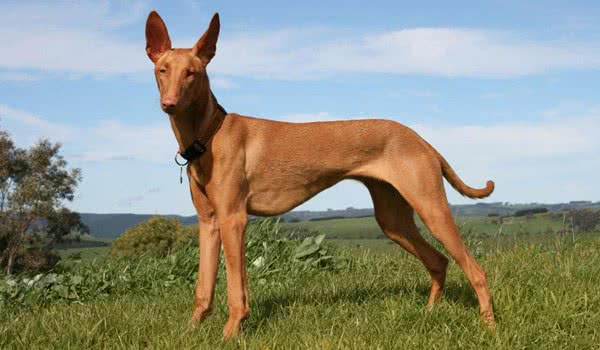 狗狗买什么品种最合适,怎么给狗狗选择宠物狗品种