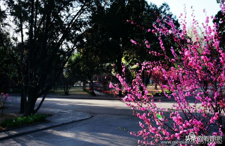 山西农大美丽的校园,山西农大校园风光