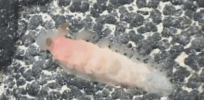 这只风靡网络的可爱“海中小白兔”，竟然颠覆了网友的三观