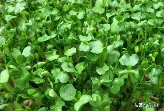 怎么样能纸上种菜,在家种菜可以做什么