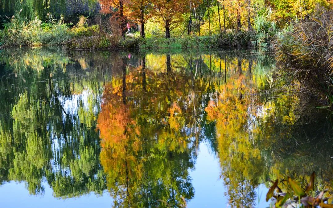赏秋不远行就近赏秋景,赏秋何必去远方