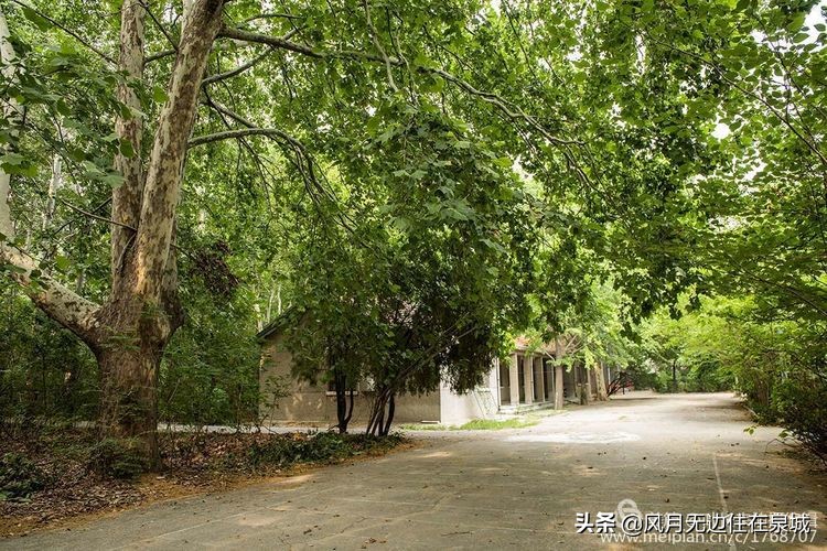 济南秋天的法国梧桐,济南一颗梧桐树