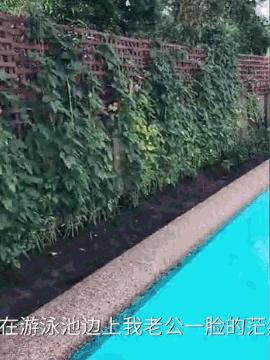 中国丈母娘把女婿花园改造成菜园,中国丈母娘改花园