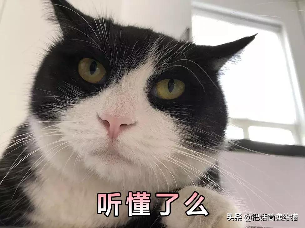 猫故事书籍,猫故事小说