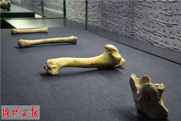 洛阳夏都区,洛阳王城公园盛况