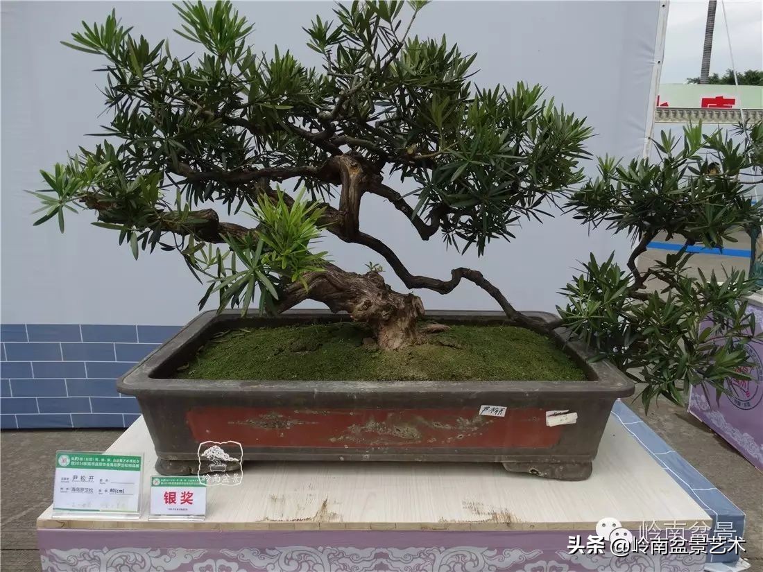 开运招财，非其莫属！清风雅韵，当之无愧！