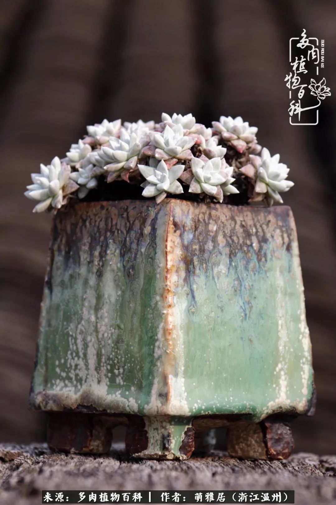 多肉最美的季节已来到,多肉最美的季节来临