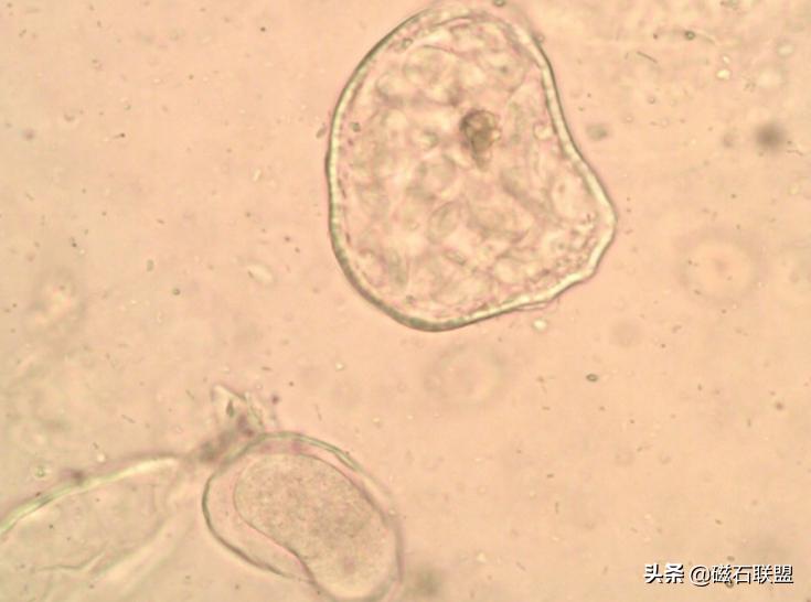 揭秘宠物医院检查项目之便检：什么是便检，为什么狗需要做便检？