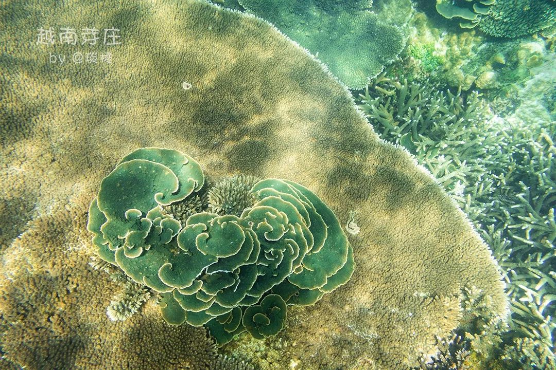 中国可浮潜的海湾,世界最美且可以浮潜十大海滩