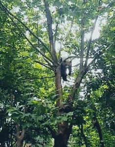 在野外发现甘蔗,在山里发现甘蔗