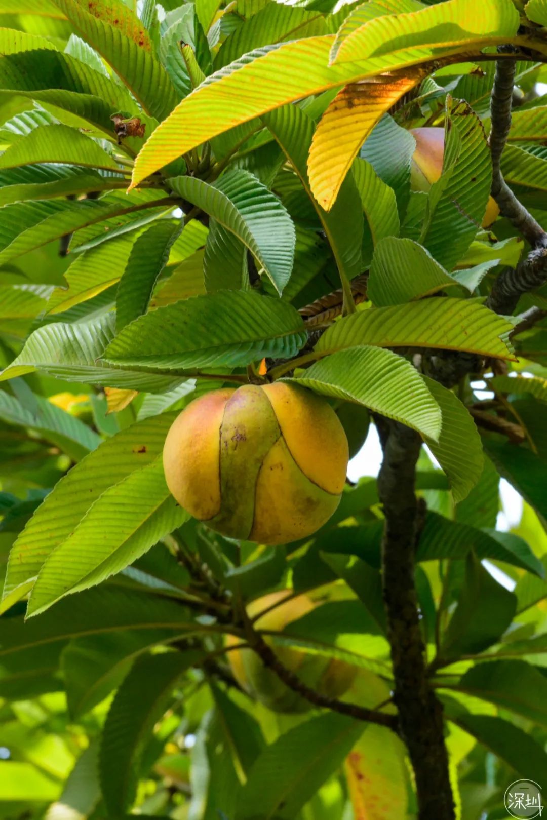 莲花山绿了没,莲花山红色景点有哪些