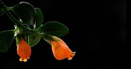 金鱼吊兰适合懒人养的四季花,金鱼吊兰冬季多长时间浇一次水