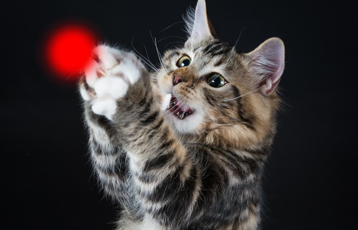 激光笔逗猫对猫咪影响,猫咪追激光笔是聪明还是不聪明