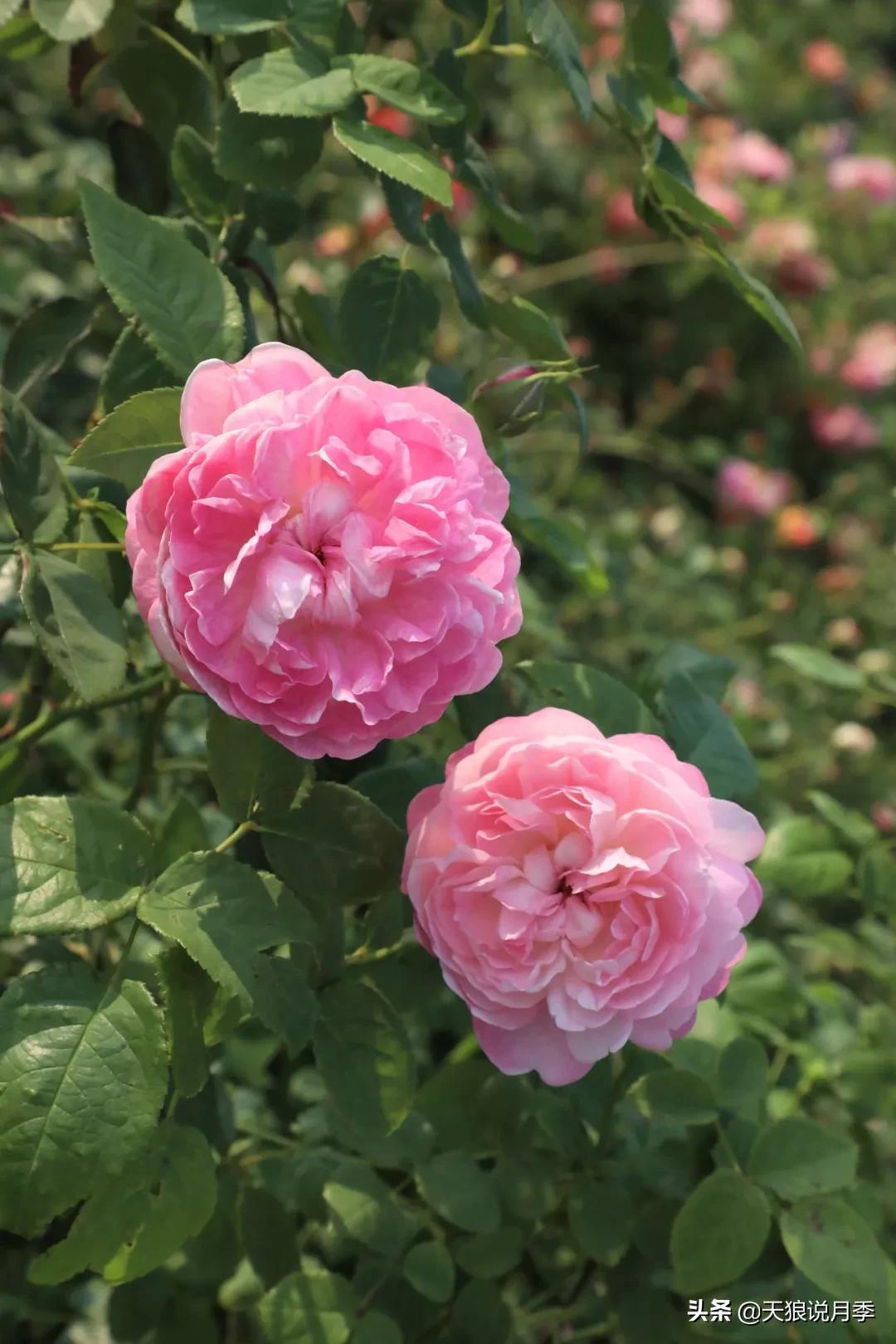 又一个十年,国产自育品种