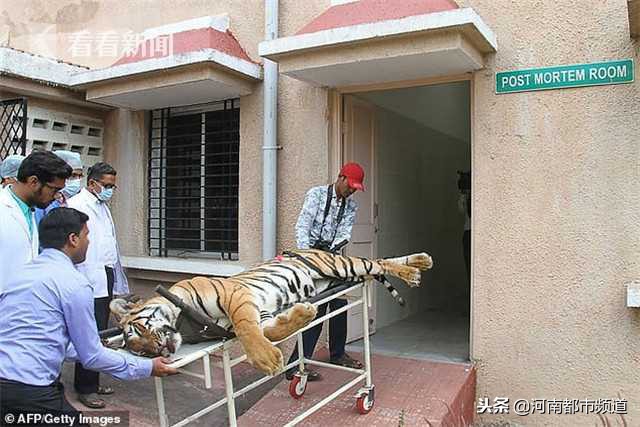 母老虎被击杀遭报复,母老虎的传奇事件