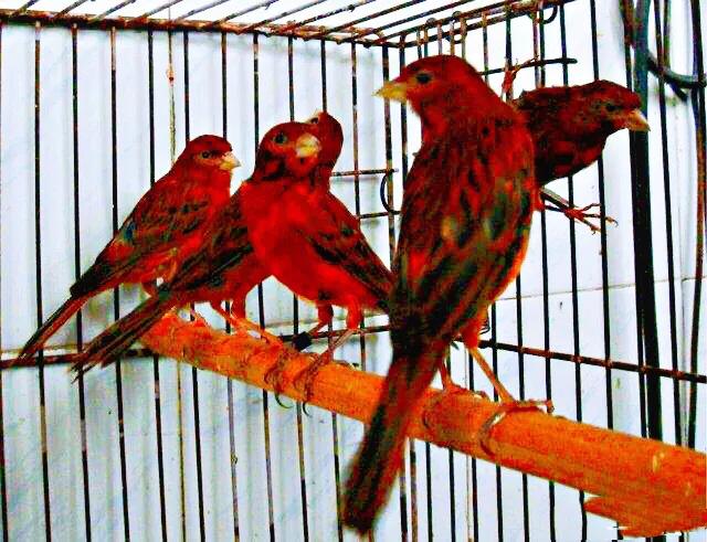 金丝雀羽毛品种,金丝雀可以笼养繁殖吗