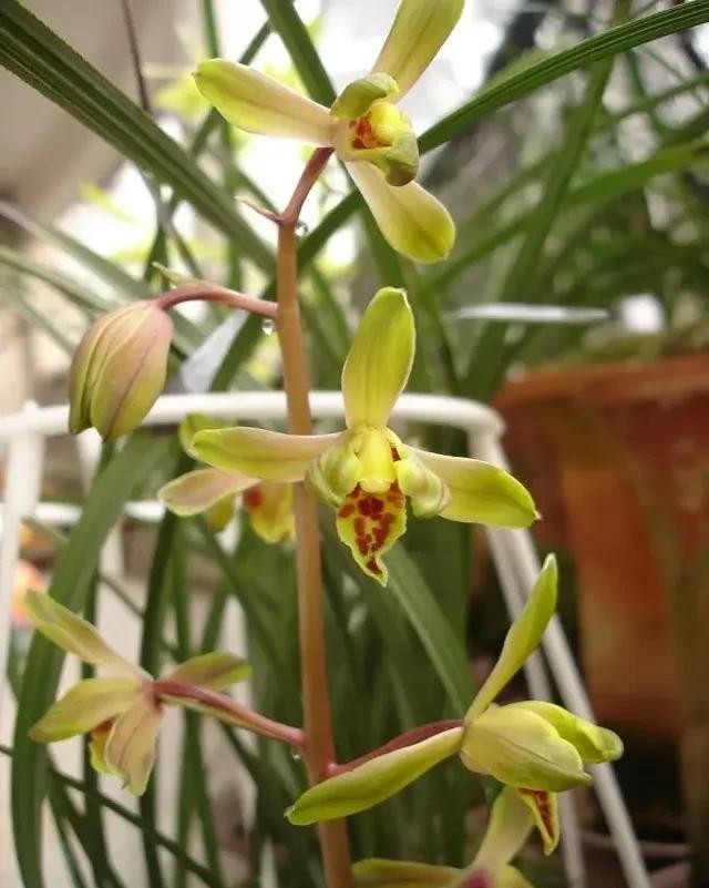 长寿梅蕙兰怎么种植,蕙兰老八种兰花哪一种最好