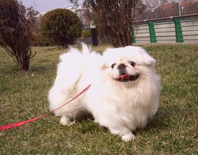 世界上一百种狗的图片,世界十种名贵狗