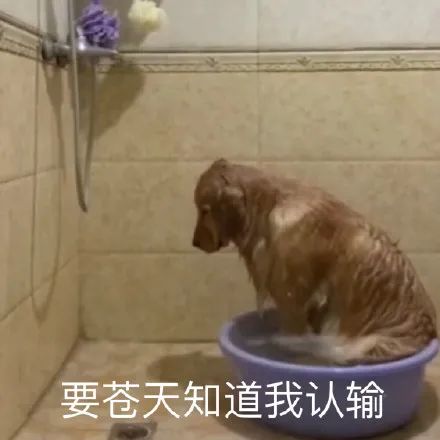 世上最恐怖的巨型螃蟹,世界上最恐怖的12种螃蟹是什么