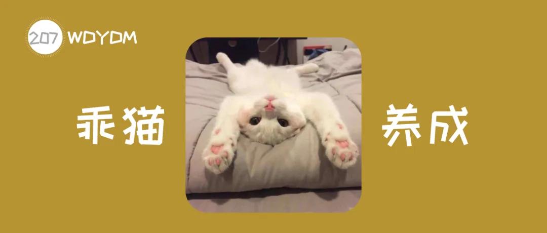 养猫的七条禁忌,养猫攻略之猫咪乱尿