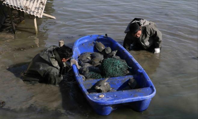 养甲鱼姚志刚,致富经姚志刚甲鱼