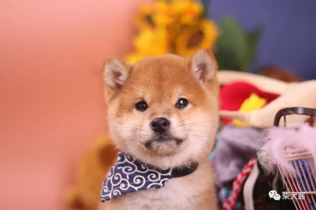 柴犬总是跟别的狗打架,柴犬老是打架怎么办