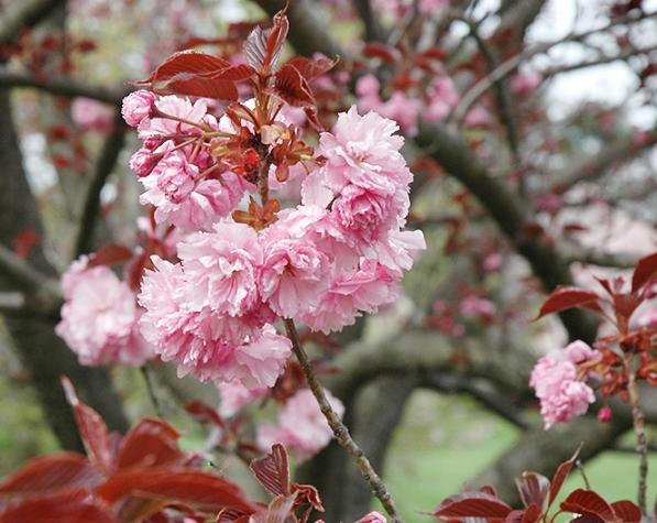 红叶樱花苗木批发,苗木市场行情紫叶李价格