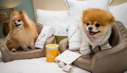 怎么去除宠物尿垢视频,清除宠物尿垢的方法