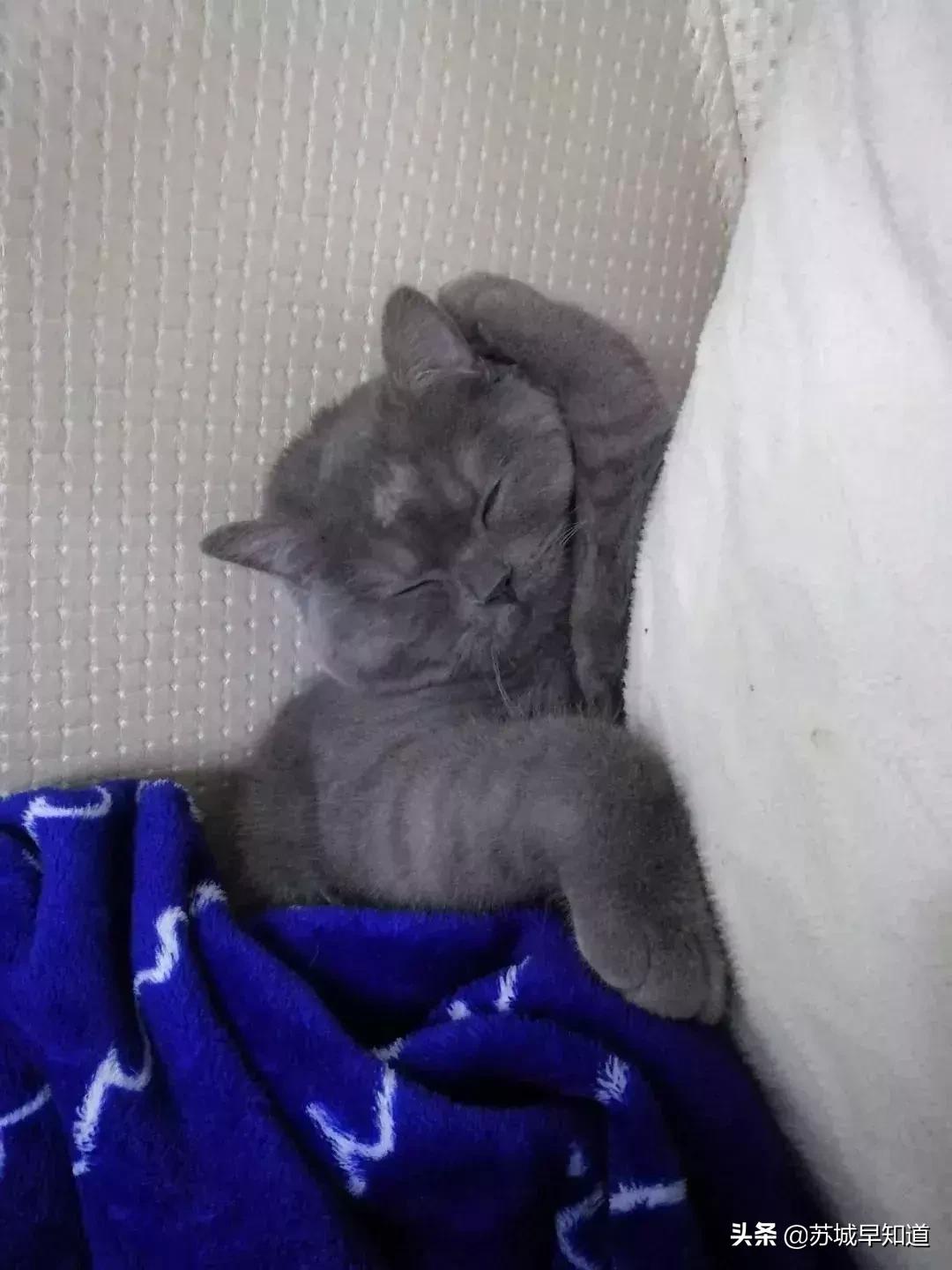 苏州市平江区万达广场,苏州平江万达广场