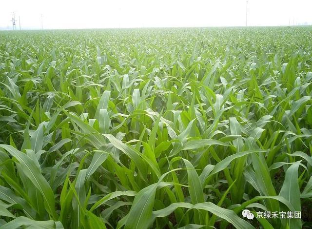 除草剂最佳解除药害时间,棉花除草剂残留药害了怎么补救