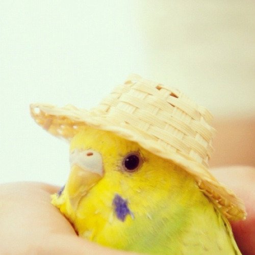 海贼王娜美cos真人版,海贼王娜美cosplay神还原