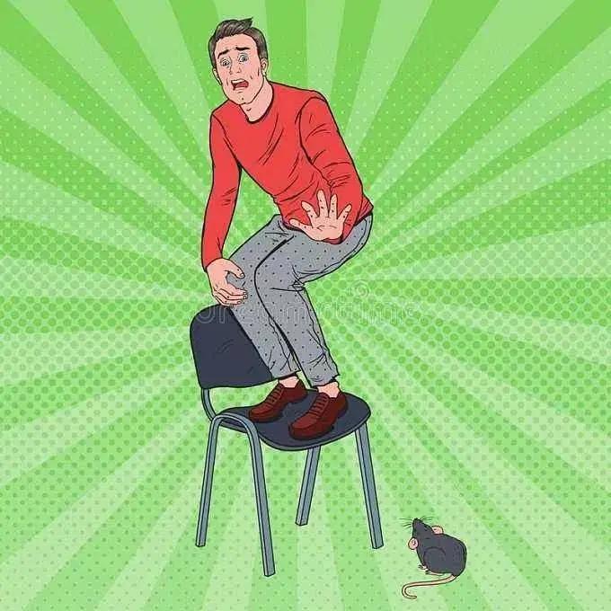 冬天的老鼠在屋里怎么办,小的老鼠进屋怎么办