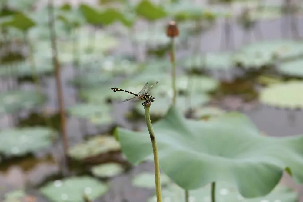 如何正确打牌,打牌双升的正确打法口诀