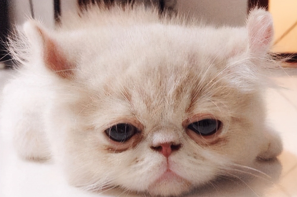 猫咪呕吐白色泡沫拉稀,猫咪拉稀呕吐用什么药