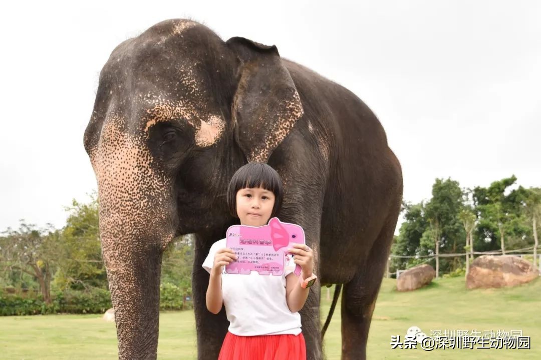 野象谷和大象互动视频,野象谷跟大象互动