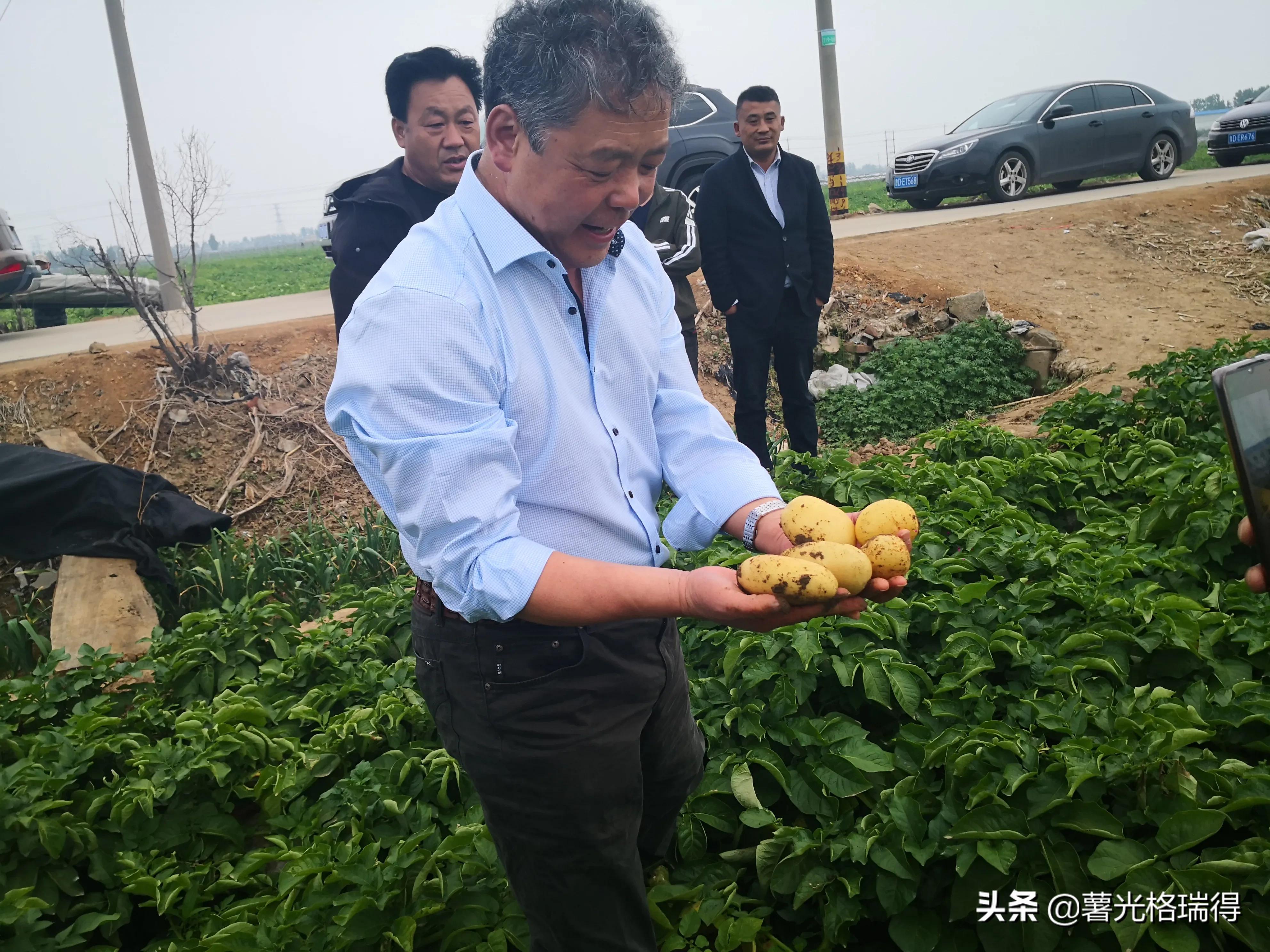 滕州马铃薯基地,山东滕州马铃薯