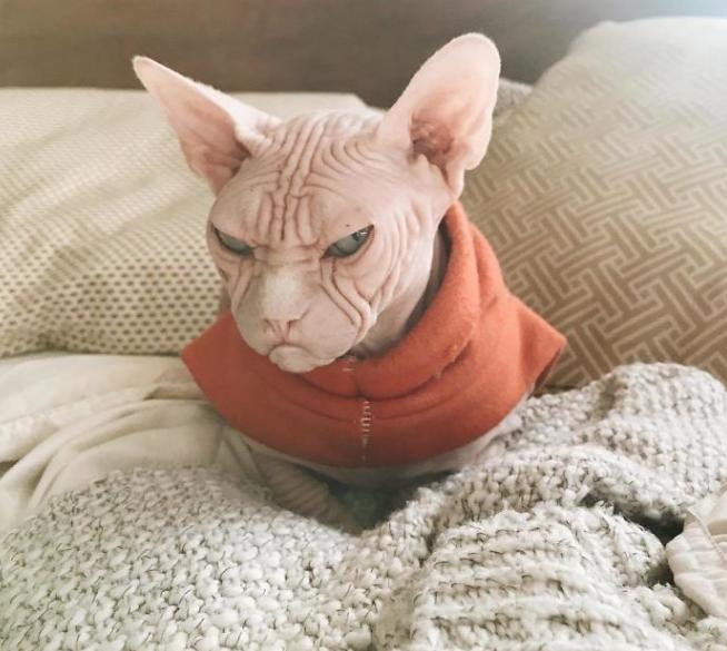 为什么喜欢斯芬克斯猫,斯芬克斯猫亲近人吗