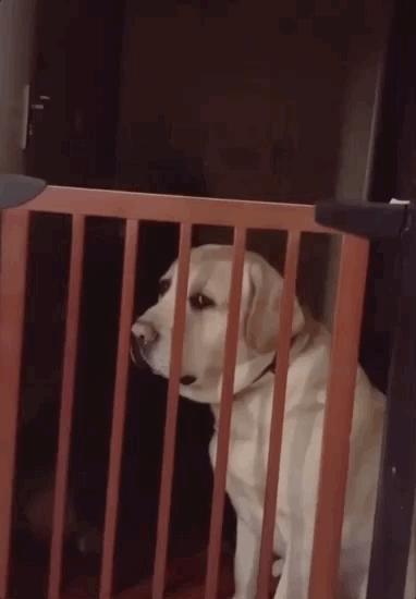 养狗是黑的好还是黄的好,养狗黑狗好吗