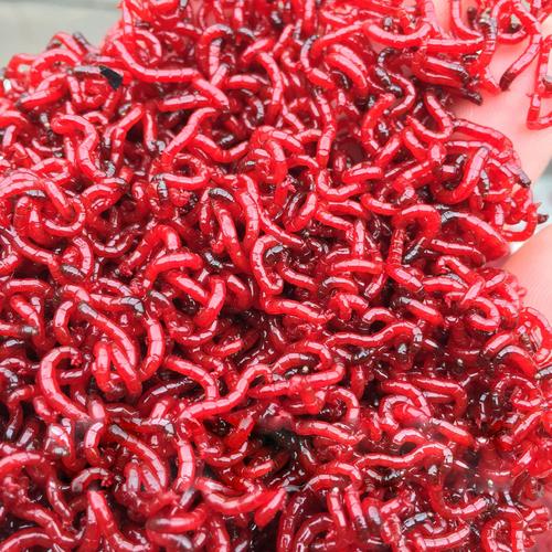 钓鱼用红虫会得病？胡说八道！真正的“害处”不在这